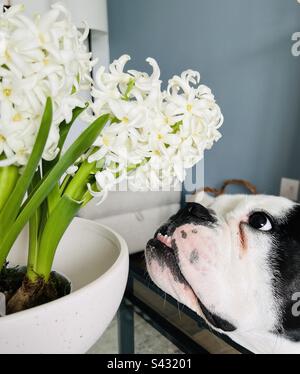 Lo sniffing del cane fiori Foto Stock