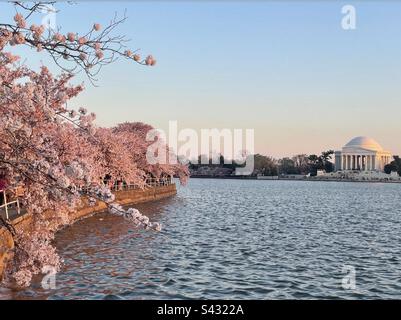 Il Thomas Jefferson Memorial si trova dietro il lago Tidal Basin durante il tramonto al National Cherry Blossom Festival Washington, D.C. Foto Stock