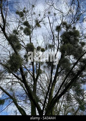 Un sacco di vischio crescere su un albero Foto Stock