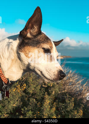 Primo piano ritratto di un cane di dieci anni Jack Russell Terrier con oceano in lontananza. Foto Stock