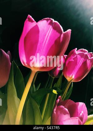 I tulipani in presenza di luce solare Foto Stock