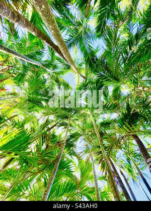 Luminosa vista della foresta di palme che si posa e gode della vista. Sembra una scena dal loto bianco. Belle foglie di palma verde Foto Stock