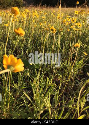 Fiori di campo giallo Foto Stock