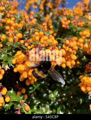 Bumble Bee su fiori d'arancio vibranti sulla pianta berberis Foto Stock