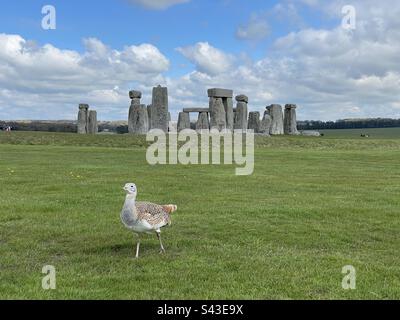Bird a Stonehenge Foto Stock