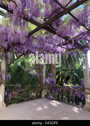 Fiori viola glicine appesi in giardino Foto Stock