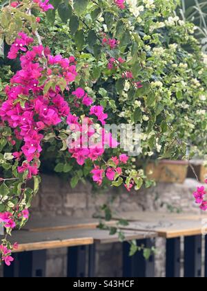 Bougainvillea rosa e bianco appeso su un muro di pietra a Cipro Foto Stock