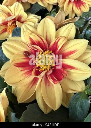 Giallo e rosso dahlia fiore con un ladybug Foto Stock