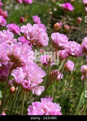 Il mare penzza o prosperare, Armeria maritima che cresce su una scogliera a Pembrokeshire, Galles occidentale, metà aprile. Foto Stock