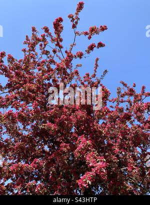 Albero di fiori rosa profondo contro cielo blu chiaro Foto Stock