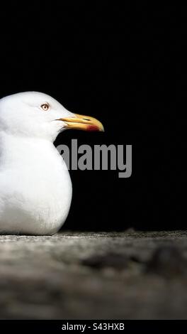 Gabbiano di aringa, Larus argentatus, poggiante sulla parete del mare Foto Stock