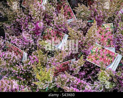 Vista ad angolo alto della fioritura massaggiata Erica Melanthera anche conosciuta come Heath o Heather in pentole in vendita durante l'autunno. Foto Stock