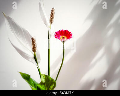 Primo piano di due fiori bianchi di giglio di pace e una margherita rosa gerbera contro muro bianco con motivi d'ombra. Foto Stock