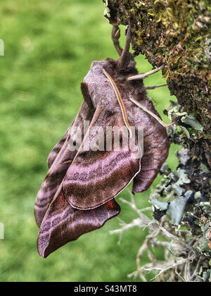 Falco con gli occhi (Smerinthus ocellatus) ali espanse ad essiccazione maschile Foto Stock