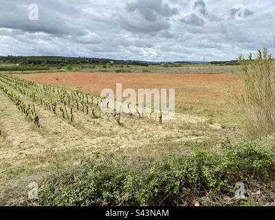 Campo di papavero e vitigni vicino a Bize-Minervois nel sud della Francia Foto Stock