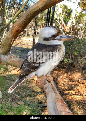 Uccello australiano Kookaburra al Moonlit Sanctuary Victoria Australia Foto Stock