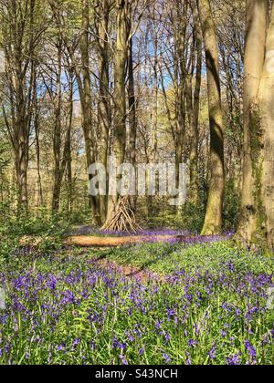 Bluebells sotto faggi in una foresta dell'Hampshire vicino a Winchester Hampshire Regno Unito Foto Stock
