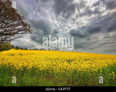 Campo di colza sotto un cielo tempestoso Foto Stock