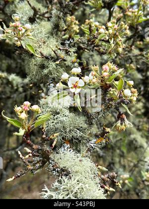 Bella coppia di fiori su ramo coperto di lichene di pero Foto Stock