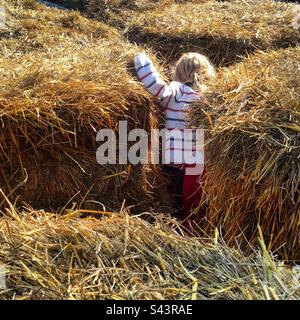Una giovane bambina di 6 anni in una festa del raccolto che gioca a nascondino e cerca tra le balle di fieno formando un labirinto di paglia Foto Stock