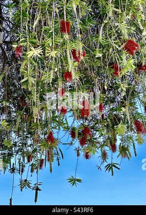 Crimson Bottlebrush (Melaleuca) è una pianta australiana nativa ampiamente coltivata per i suoi fiori rossi. Foto Stock