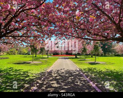 Vista panoramica delle terre di un parco pubblico in primavera con la vista incorniciata da alberi di ciliegio giapponesi in fiore. Nessuna gente. Foto Stock