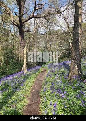 Un percorso attraverso un bosco con campanelle in fiore, Colchester, Essex Foto Stock