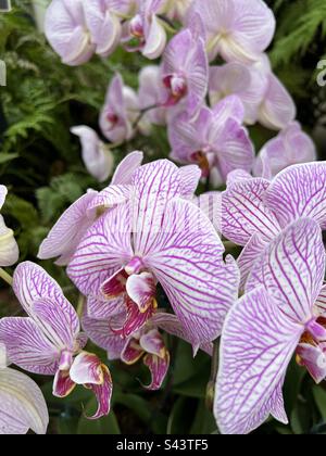 Orchid Show, New York Botanical Garden, 22 aprile 2023 Foto Stock