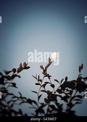 Vista artistica a basso angolo della mezzaluna posizionata sulla sommità di una foglia di albero, come un fiore su una pianta, in un cielo azzurro limpido della sera. Prospettiva, punto di vista. Art. Foto Stock