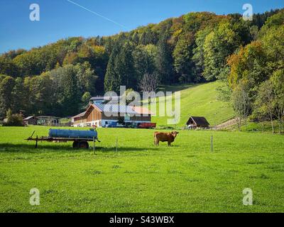 Mucca sul prato alpino a Schlehdorf vicino al lago Kochelsee, Germania. Foto Stock