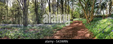 Springtime walk in Stoke Park Woods Bishopstoke Hampshire United Kingdom Foto Stock