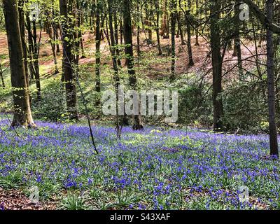 Bluebell woods landscape in Hampshire United Kingdom Foto Stock