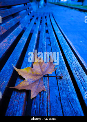 Una foglia giacente in una banca del parco in autunno Foto Stock