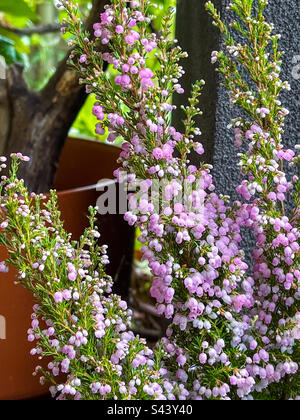 Primo piano dei fiori rosa, simili a campana di Heath anche noto come pastore di Erica melanthera Ruby, un arbusto che fiorisce in autunno e inverno contro muro nero e piante in vaso. Colore giardino d'inverno. Foto Stock