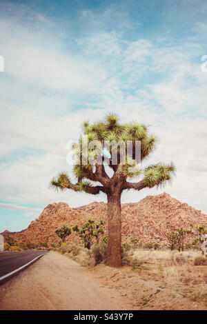 Joshua Tree National Park situato negli alti deserti della California, USA Foto Stock