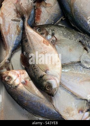 Spigola fresca posta su un letto di ghiaccio e destinata alla vendita al mercato locale del pesce. Foto Stock