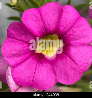 Il fiore rosa è la bellezza della natura e catturato da vicino per vedere il centro giallo e come è bello. Foto Stock