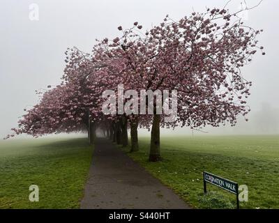 Incoronazione passeggiata a Edimburgo il giorno di incoronazione 6.5.23 fioritura di ciliegia nella nebbia Foto Stock