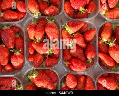 Punzoni in plastica di fragole mature in vendita in un mercato francese di strada Foto Stock