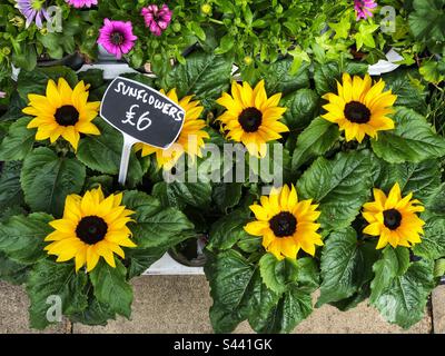 Girasoli in pentole prezzo in su per la vendita al fioraio Foto Stock