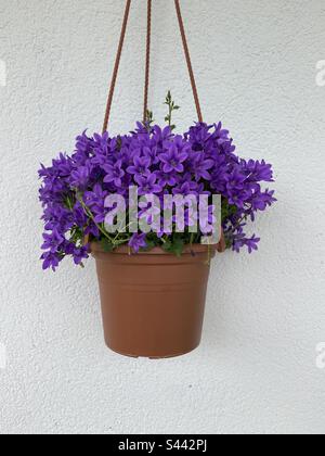 Fiore viola campanula appeso in vaso su sfondo bianco. Foto Stock