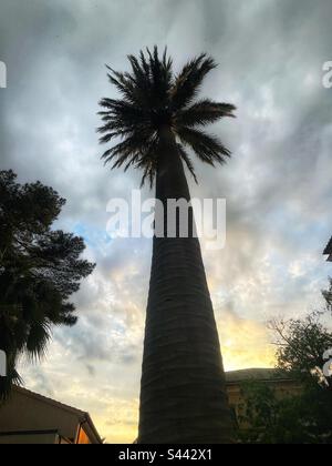 Moody Palm tree, tramonto e nuvole, silhouette contro il cielo. Jubaea chilensis (Molina) Baill. Foto Stock