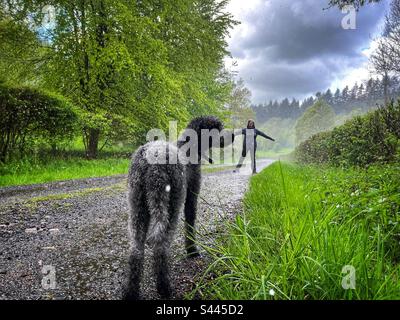 Un cane labradoodle in miniatura si trova su un sentiero sotto la pioggia del suo proprietario mentre sono catturati in una tempesta a Ellisfield vicino a Basingstoke, nel sud-est dell'Inghilterra. Foto Stock