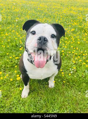 Felice bulldog Foto Stock