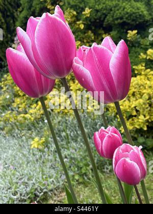 Tulipani rosa sono visti crescere in un giardino in Hampshire. Foto Stock