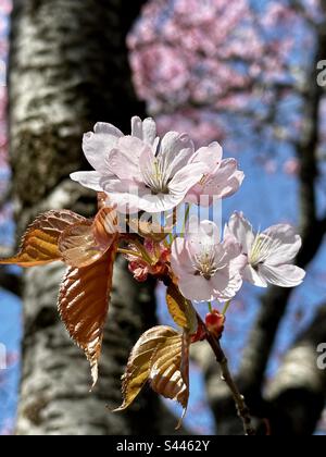 Sargents albero di ciliegio fioritura Foto Stock
