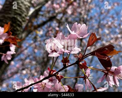 Sargents albero di ciliegio fioritura Foto Stock