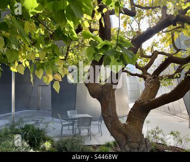 Il sole invernale basso riflette l'edificio rivestito di metallo e splende attraverso gli alberi nel parco comunale nel centro di Los Angeles, dietro la Walt Disney Concert Hall Foto Stock