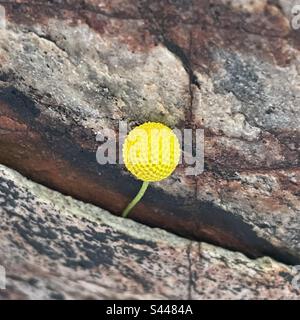 Struttura sferica complessa, ingrandita, gialla, copertura del terreno desertico, Oncosiphon piluliferum, Camomilla del globo, stinknet, specie invasive, ferro e manganese macchiati fondo roccioso, Phoenix, Arizona Foto Stock