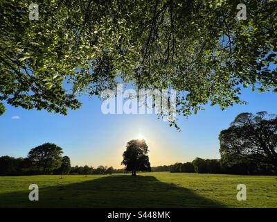 Albero che getta la lunga ombra dal sole serale in Astley Park, Chorley Foto Stock